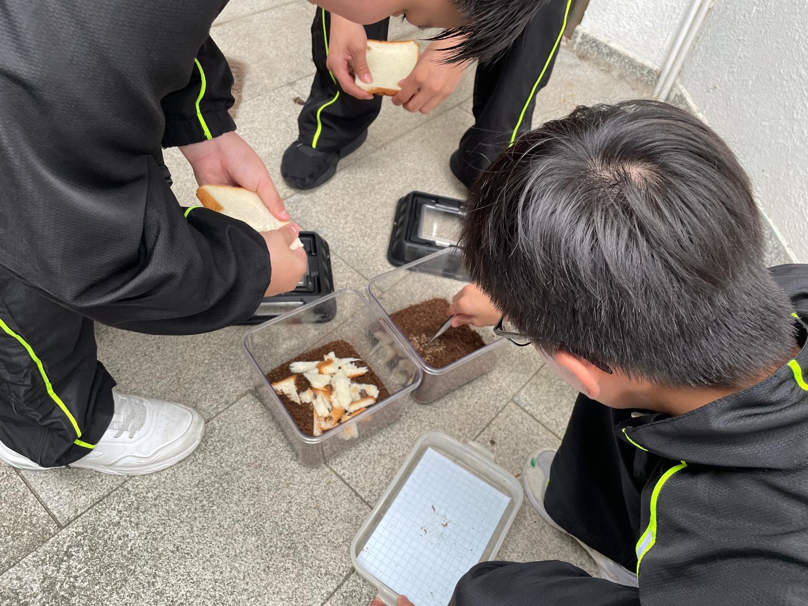 Students rearing bread waste